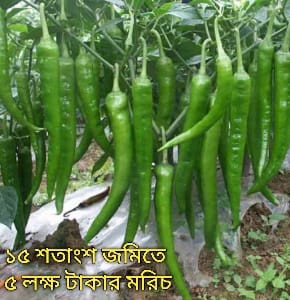 মরিচের বাম্পার ফলন