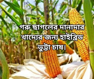 গরু ছাগলের দানাদার খাদ্যের জন্য হাইব্রিড  ভুট্টা চাষ।
