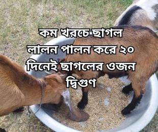 কম খরচে ছাগল লালন পালন