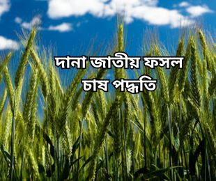 দানা জাতীয় ফসল চাষ পদ্ধতি