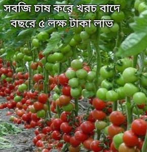 সবজি চাষে ৫ লক্ষ টাকা লাভ