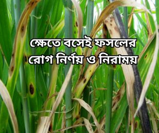 ক্ষেতে বসেই ফসলের রোগ নির্ণয় ও নিরাময়