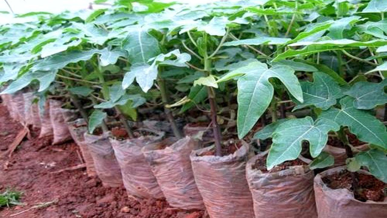 হাইব্রিড চারা