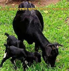 ১০০ ব্ল্যাক বেঙ্গল ছাগল পালনে- আয় কত? খরচ কত?