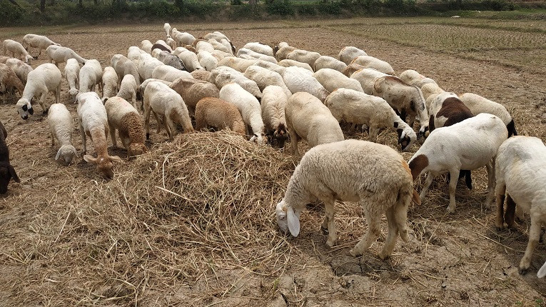 গাড়ল