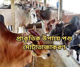 প্রাকৃতিক উপায়ে পশু মোটাতাজাকরণ